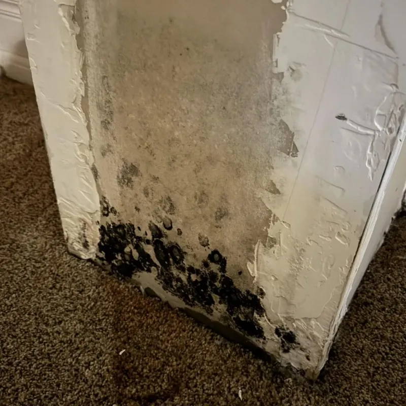 Professional Mold Removal in Los Olivos, CA